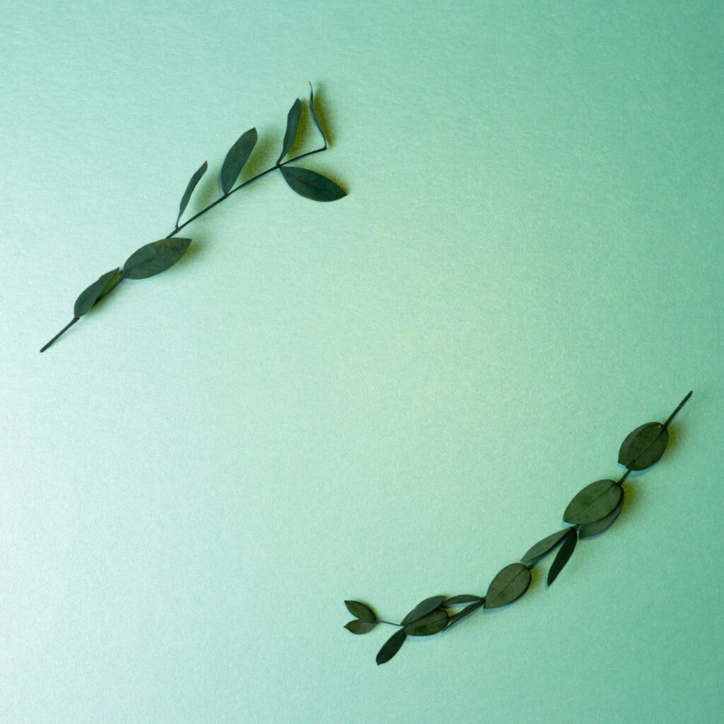 Eucalyptus leaf frame on mint green background. floral decor. top view, copy space